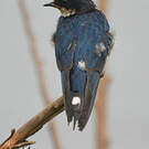 Hirondelle d'Éthiopie