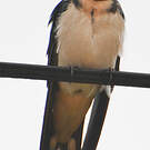 Hirondelle d'Éthiopie