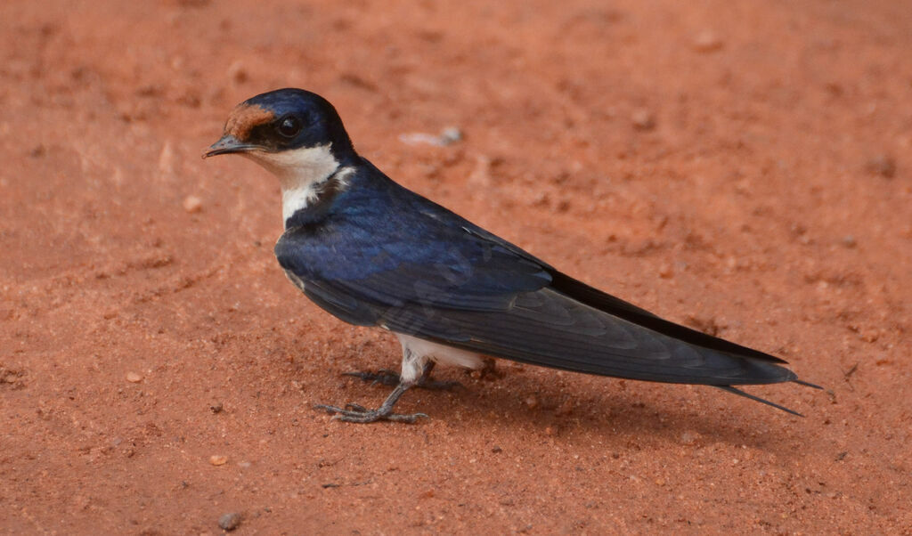 Hirondelle d'Éthiopieadulte, identification