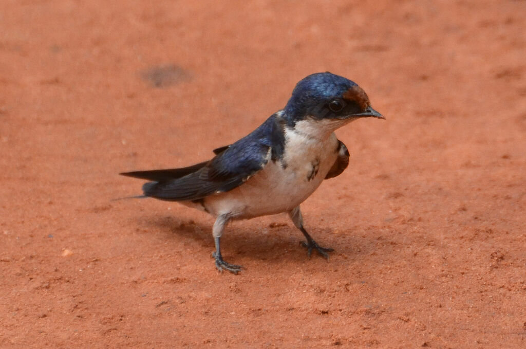 Hirondelle d'Éthiopieadulte, identification