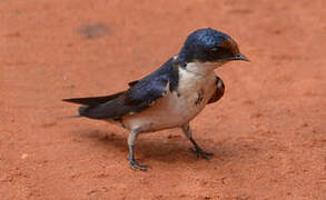 Ethiopian Swallow