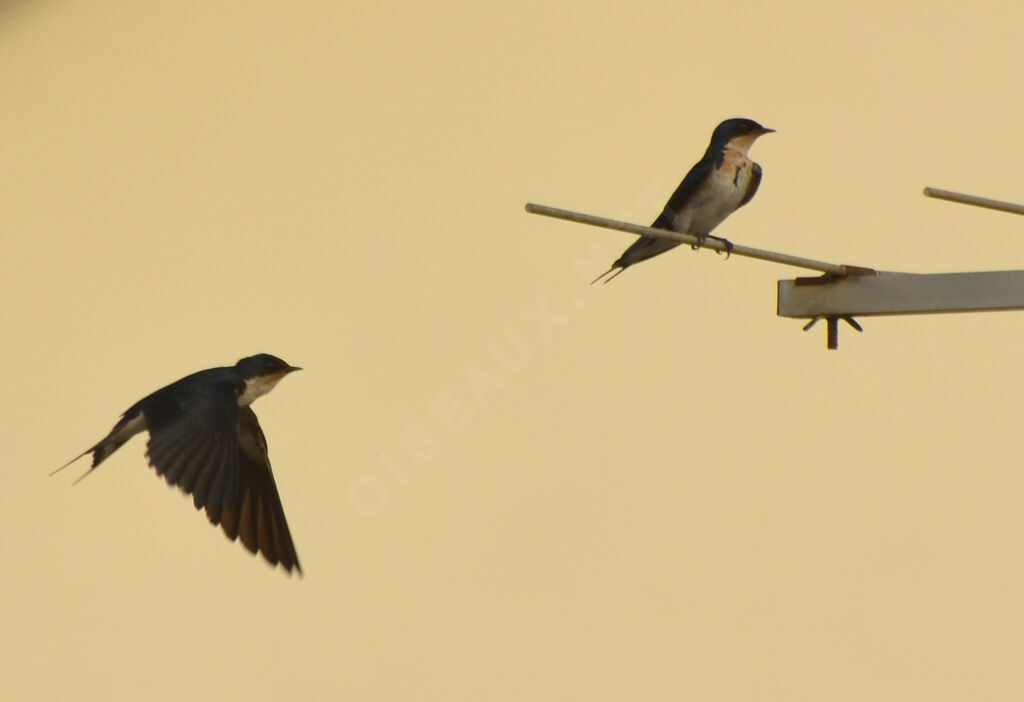 Ethiopian Swallow