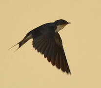 Ethiopian Swallow