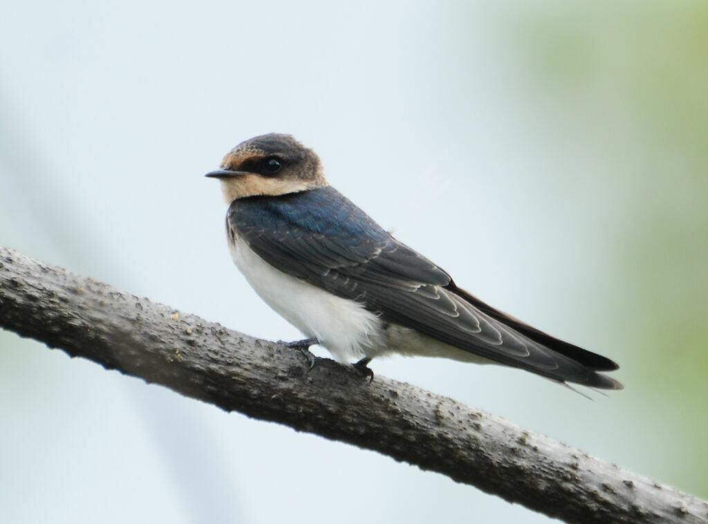 Ethiopian Swallowadult