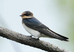 Ethiopian Swallow