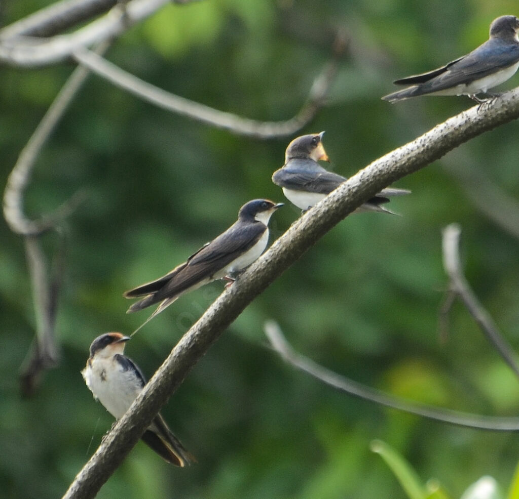 Hirondelle d'Éthiopie, Comportement