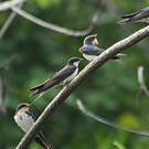 Hirondelle d'Éthiopie