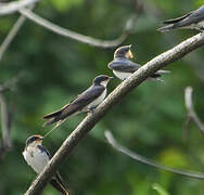 Ethiopian Swallow