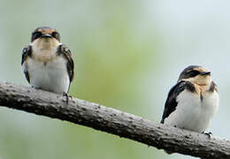 Ethiopian Swallow