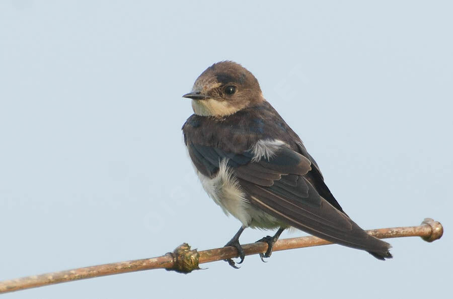 Hirondelle d'Éthiopiejuvénile, identification