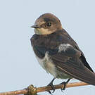 Hirondelle d'Éthiopie