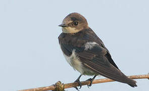 Ethiopian Swallow