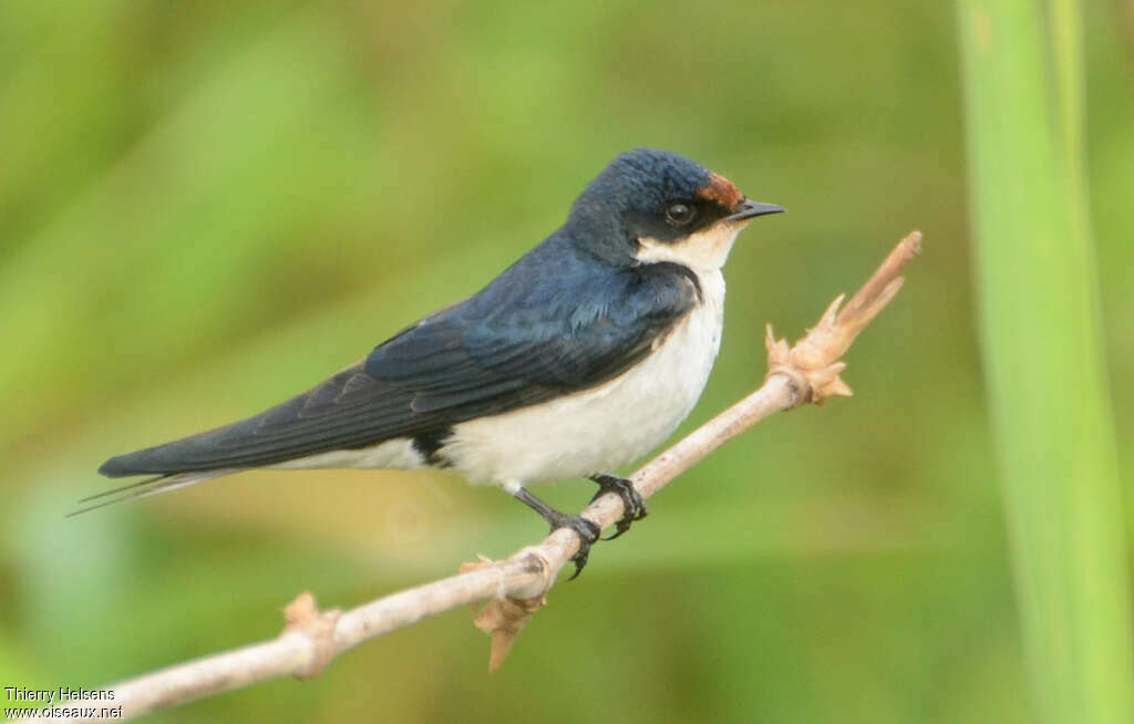 Ethiopian Swallowadult breeding, identification