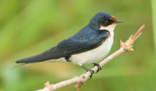 Ethiopian Swallow