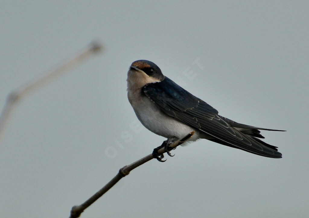 Hirondelle d'Éthiopieadulte, identification