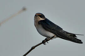 Ethiopian Swallow