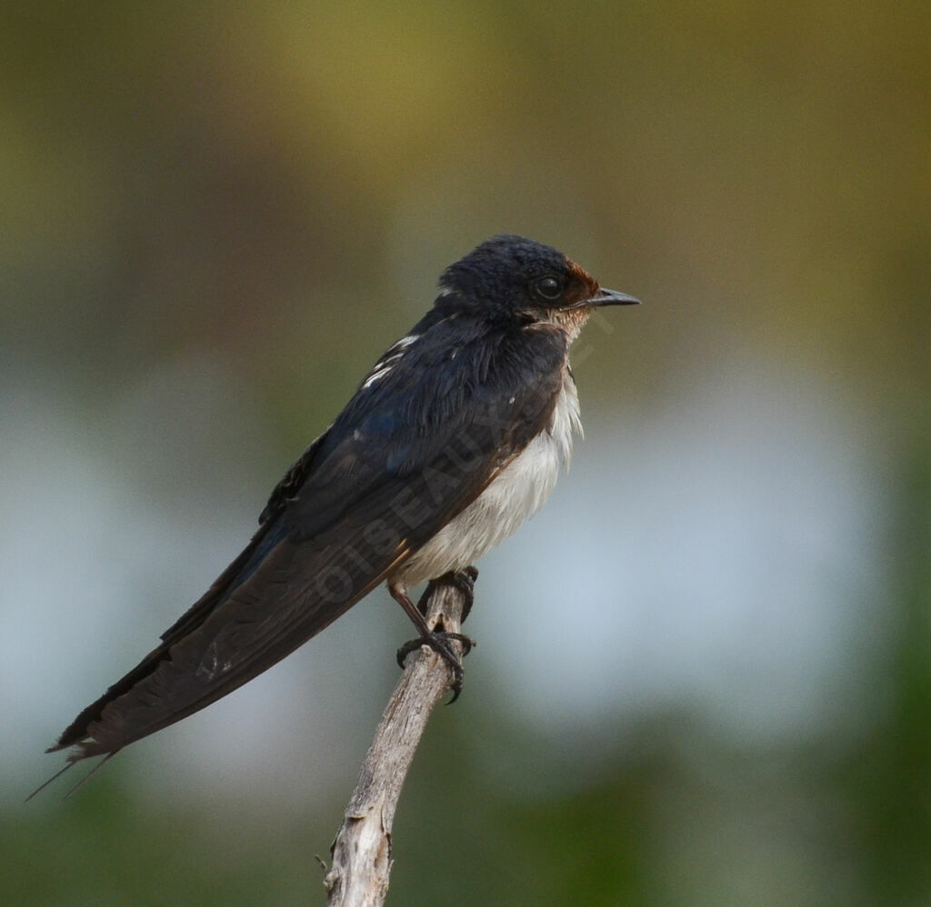 Ethiopian Swallowadult, identification