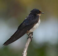 Ethiopian Swallow