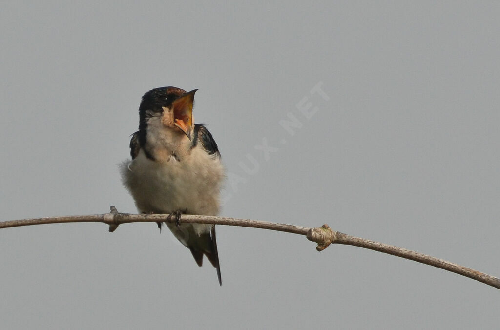 Ethiopian Swallowadult