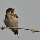 Hirondelle d'Éthiopie