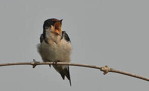 Ethiopian Swallow