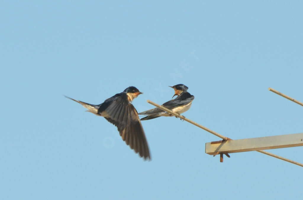 Hirondelle d'Éthiopie adulte nuptial