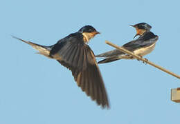 Ethiopian Swallow