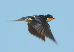 Ethiopian Swallow