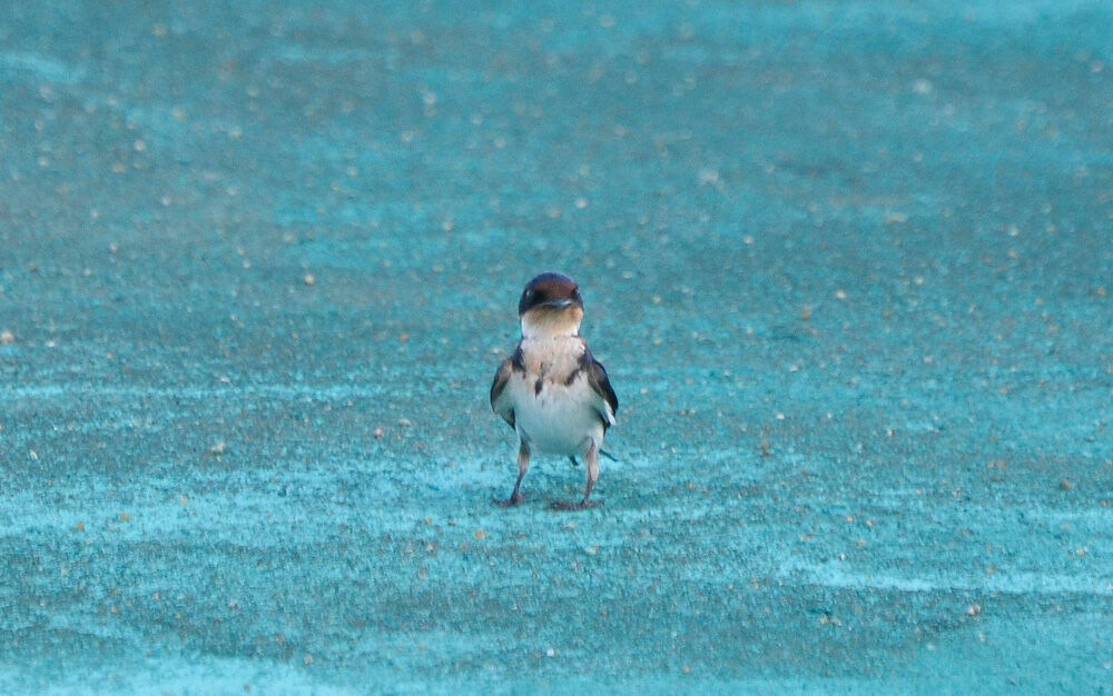 Ethiopian Swallowadult