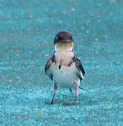 Ethiopian Swallow