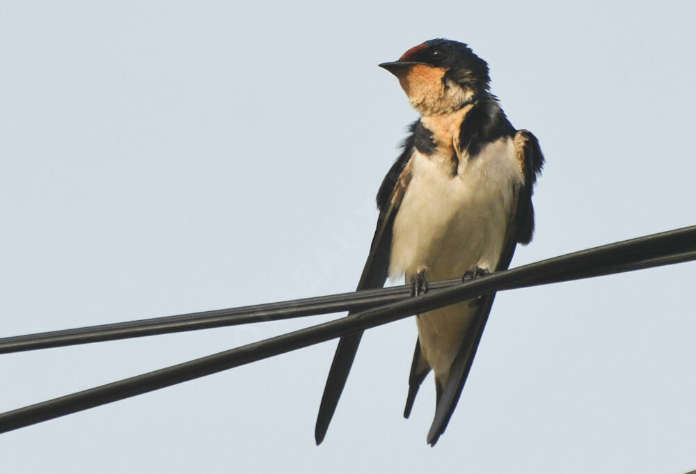 Hirondelle d'Éthiopieadulte, identification