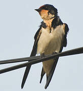 Ethiopian Swallow