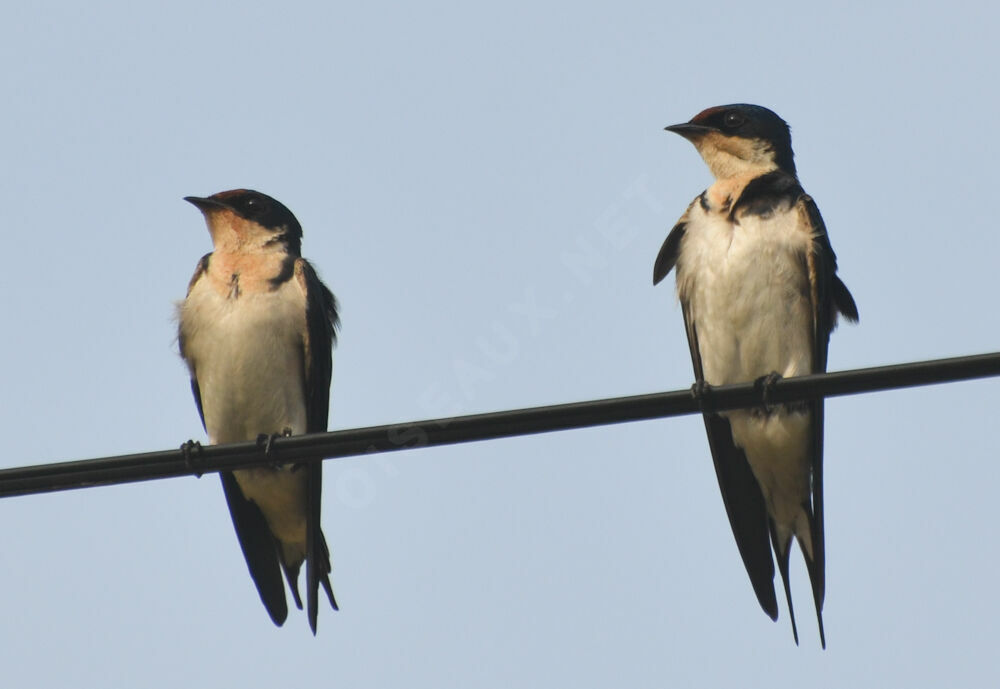 Ethiopian Swallow