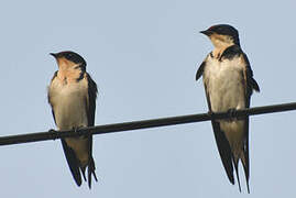 Ethiopian Swallow