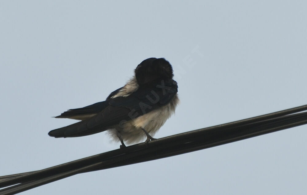 Ethiopian Swallow