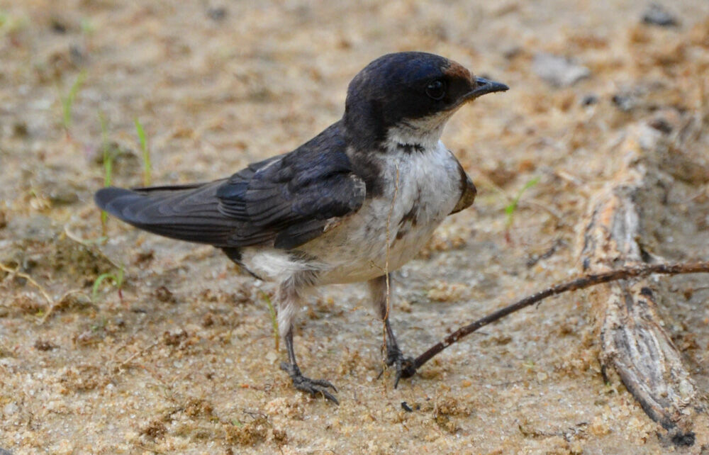 Hirondelle d'Éthiopieadulte, Nidification