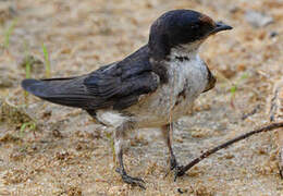 Ethiopian Swallow