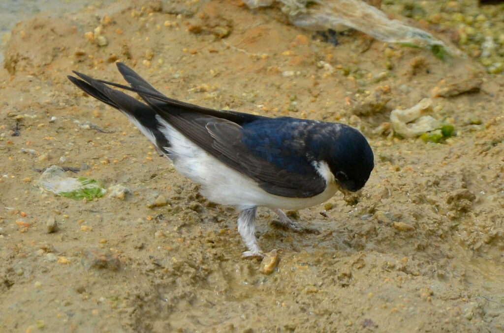 Hirondelle de fenêtreadulte, Nidification