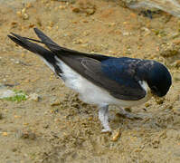 Western House Martin