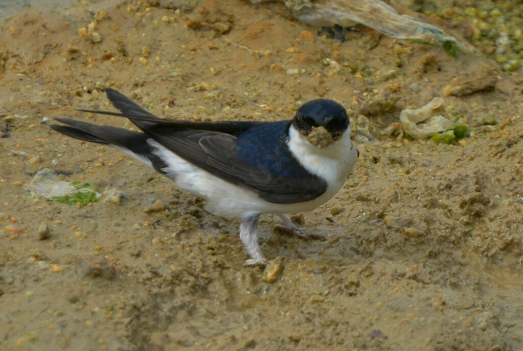 Hirondelle de fenêtreadulte, Nidification