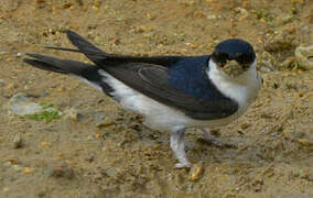 Western House Martin