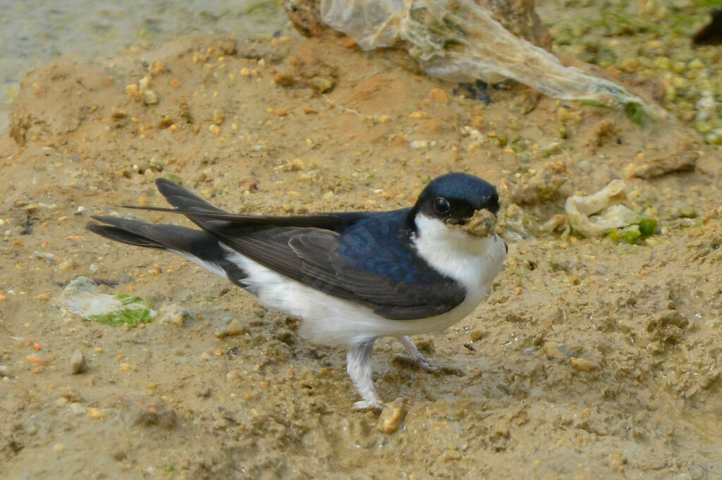 Common House Martinadult, Reproduction-nesting