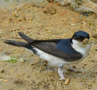 Western House Martin