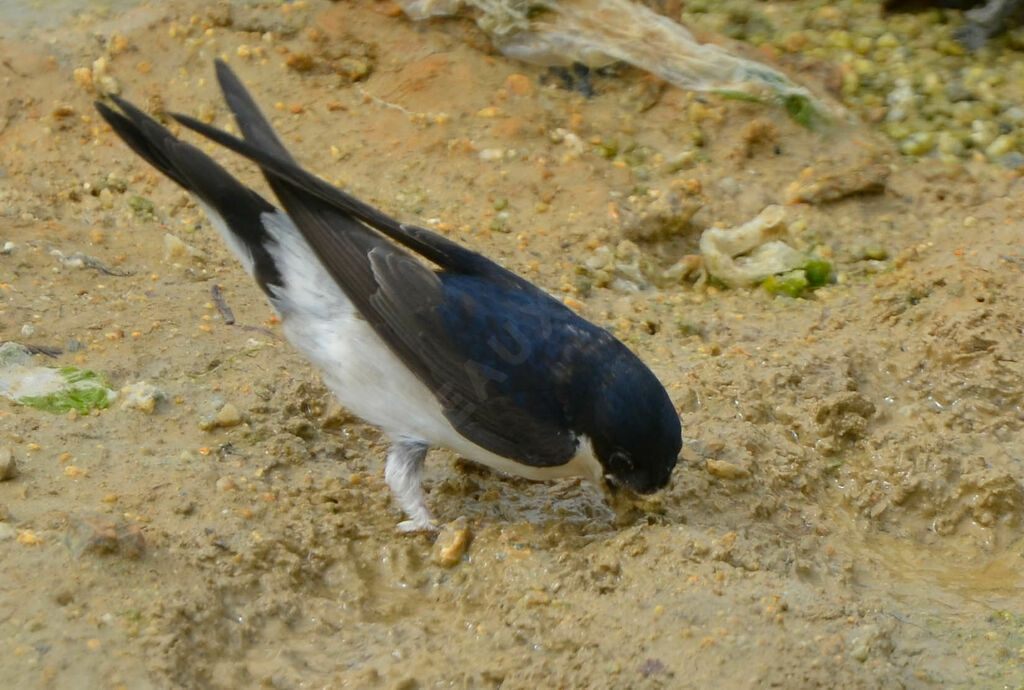 Hirondelle de fenêtreadulte, Nidification