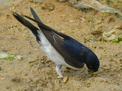 Common House Martin