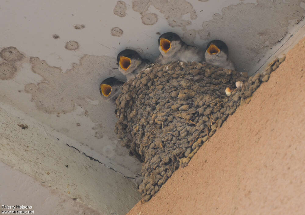 Western House Martin, Reproduction-nesting