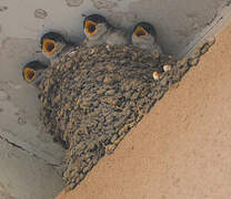 Western House Martin