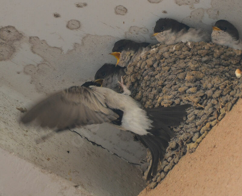 Western House Martin, Reproduction-nesting