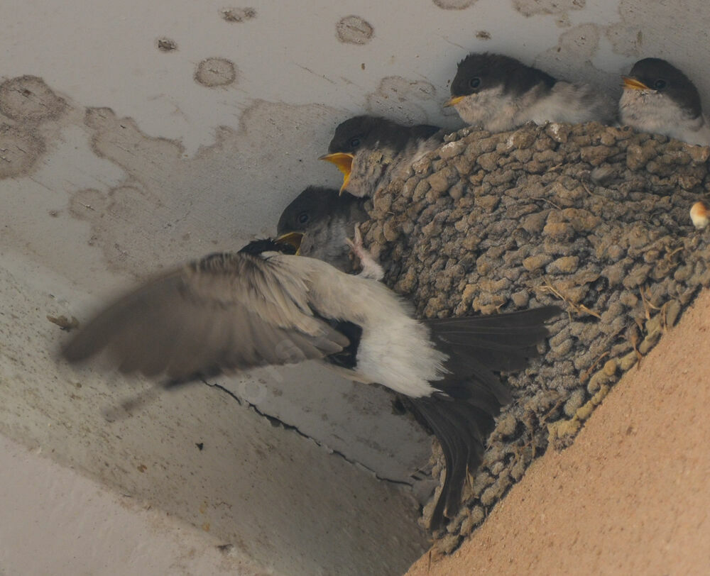 Common House Martin, Reproduction-nesting