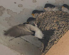 Common House Martin